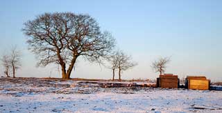 Pigs in the snow