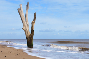 Tree in the sea at Benacre