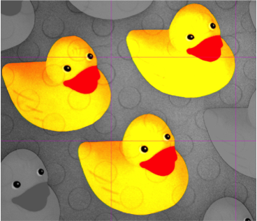 Coloured ducks